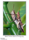Mating locusts Locusta sp.